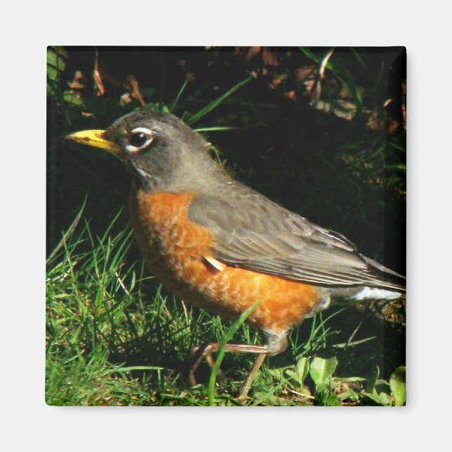 Íman Robin Redbreast Bird Magnet (Frente)