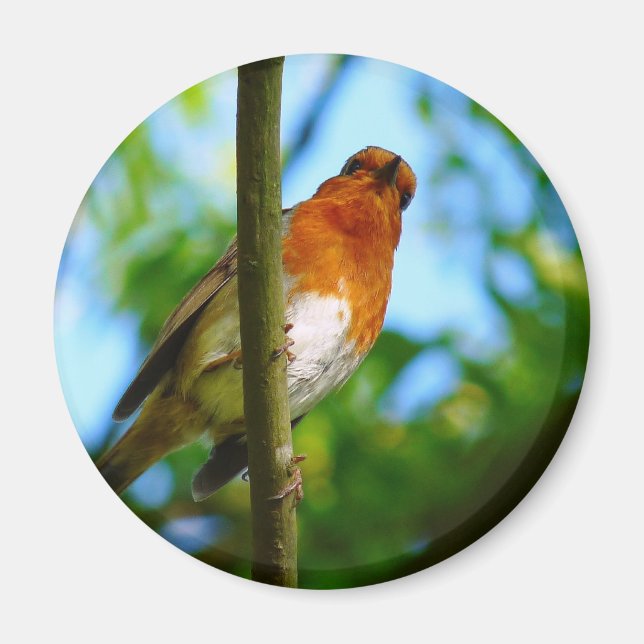 ÍMAN ROBINS (Frente)