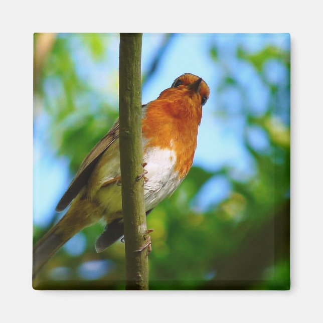 ÍMAN ROBINS (Frente)