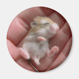 Íman Robo Pup Magnet