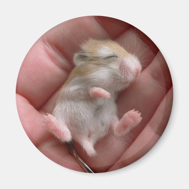 Íman Robo Pup Magnet (Frente)