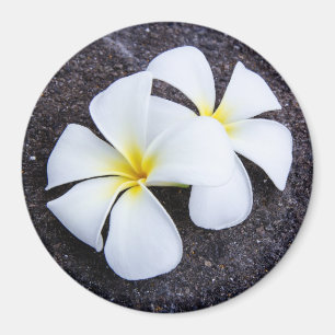 Íman Rocha floral da lava do Frangipani branco da flor