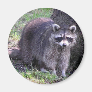 Íman Rochoso o guaxinim