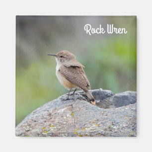 Íman Rock Wren