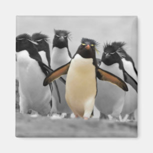 Íman Rockhopper Penguins