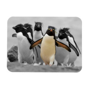 Íman Rockhopper Penguins