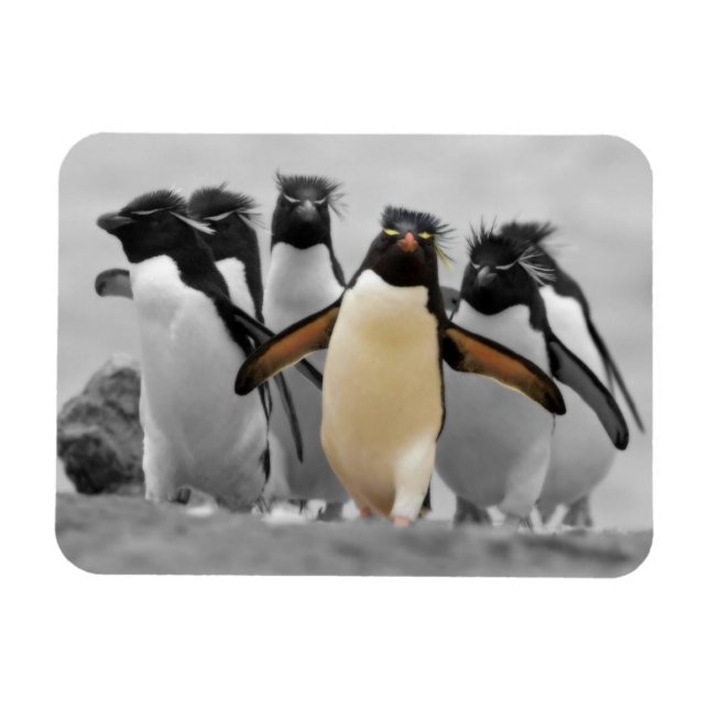 Íman Rockhopper Penguins (Horizontal)