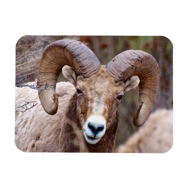 Íman Rocky Mountain Bighorn Shea (Horizontal)