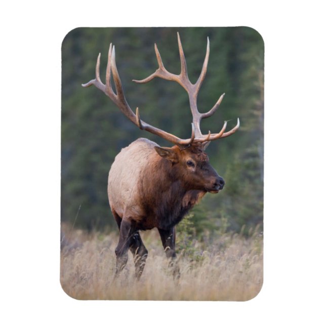 Íman Rocky Mountain Elk (Vertical)