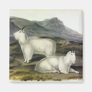 Íman Rocky Mountain Goat (Americana de Capra por Audubo