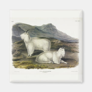 Íman Rocky Mountain Goat (Americana de Capra por Audubo