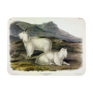 Íman Rocky Mountain Goat (Americana de Capra por Audubo