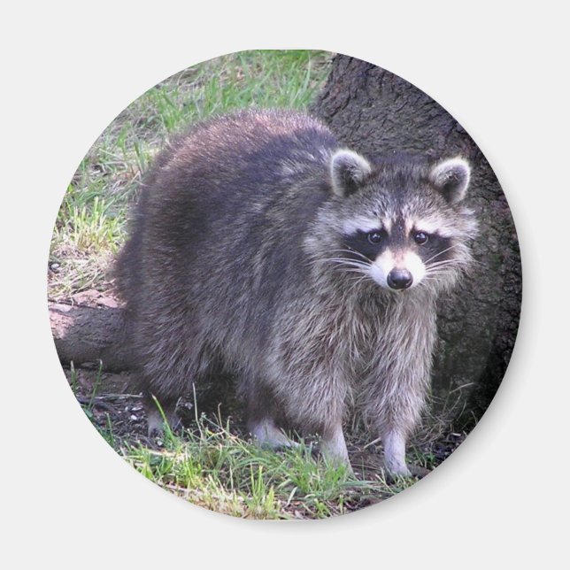 Íman Rocky, o Raccoon (Frente)