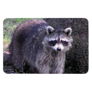 Íman Rocky, o Raccoon