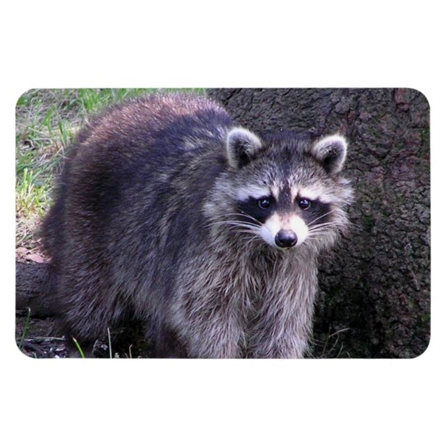 Íman Rocky, o Raccoon (Horizontal)