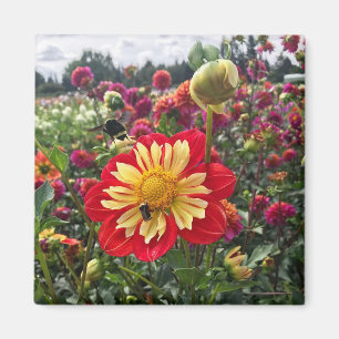 Íman Rodas Dahlia