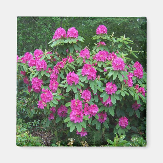 Íman Rododendro da floresta (Frente)
