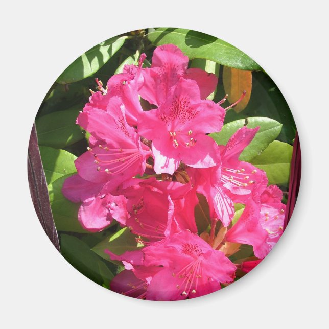 Íman rododendro rosa (Frente)