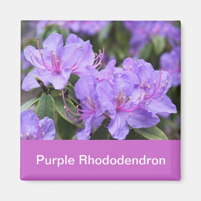 Íman rododendro roxo (Frente)
