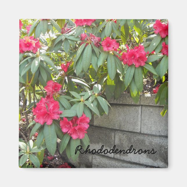 Íman Rododendros Vermelhos (Frente)