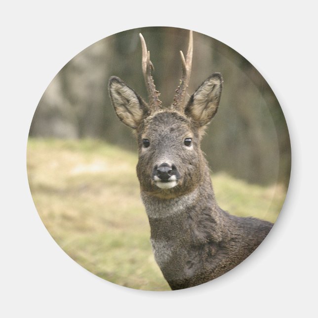 Íman Roe Deer Buck Magnet (Frente)