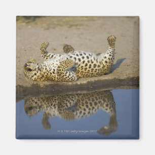Íman Rolamento fêmea do leopardo (pardus do Panthera)
