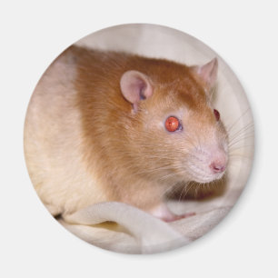 Íman Rolando Magnet