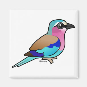 Íman Rolo do lilac-breasted