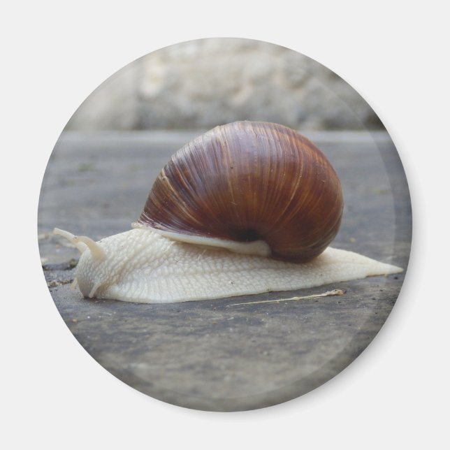 Íman Roman Snail Magnet (Frente)