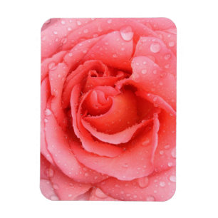 Íman Românticas Gotículas de Água de Rosa Vermelha Rosa
