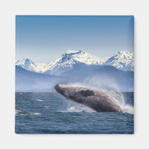 Íman Rompendo a baleia de Humpback em Alaska