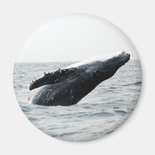 Íman Rompimento da baleia de Humpback