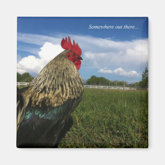 Íman Rooster Bob Anywhere