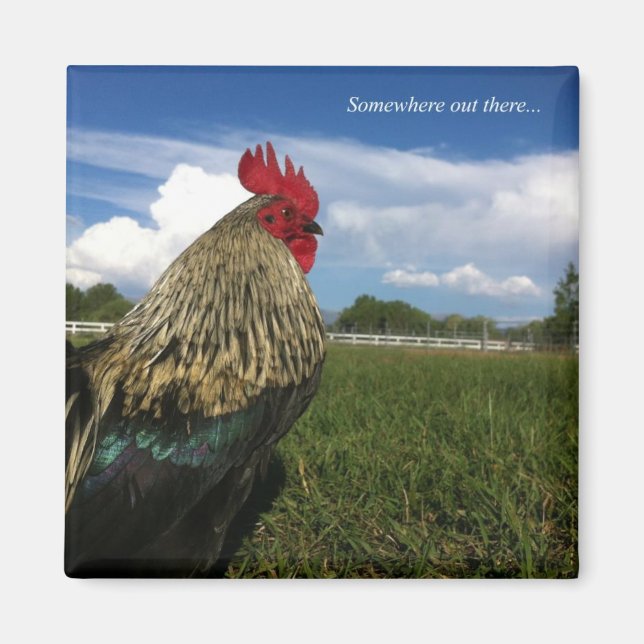 Íman Rooster Bob Anywhere (Frente)