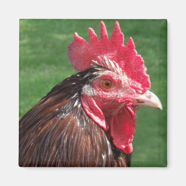 Íman Rooster Magnet (Frente)