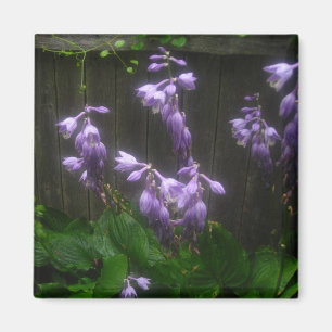 ÍMAN ROPLE HOSTA BELLS