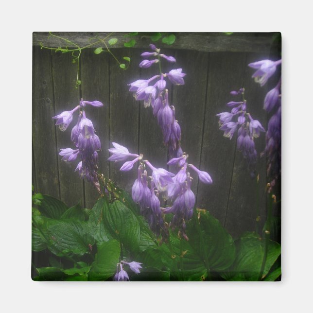 ÍMAN ROPLE HOSTA BELLS (Frente)