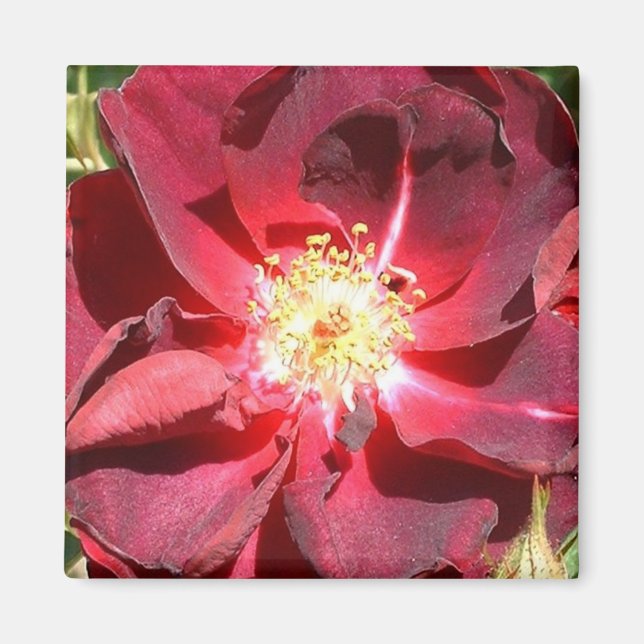 Íman Rosa (Frente)