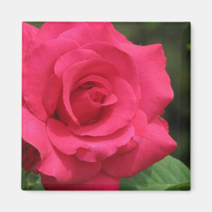 Íman Rosa