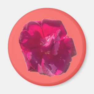 Íman Rosa