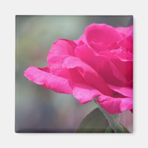 Íman Rosa