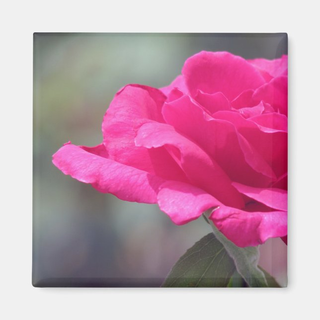 Íman Rosa (Frente)