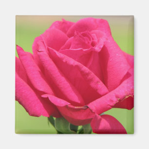 Íman Rosa