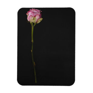 Íman Rosa 3 do rosa