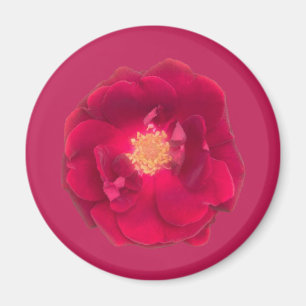 ÍMAN ROSA A