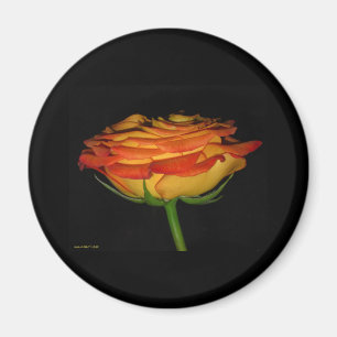 Íman rosa alaranjado e amarelo