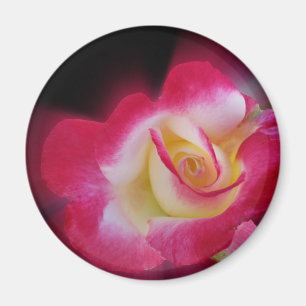 Íman rosa amarela