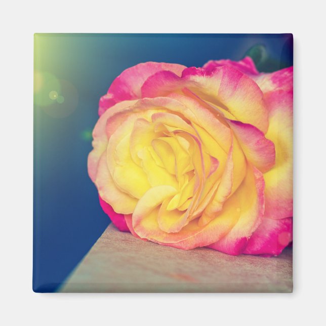 Íman Rosa Amarela Bonito De Sangue (Frente)