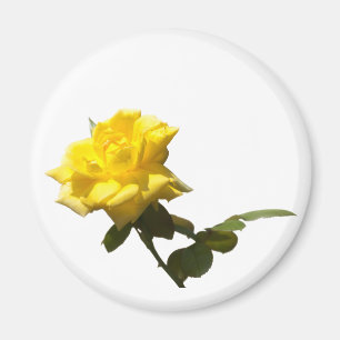 Íman Rosa amarela isolada