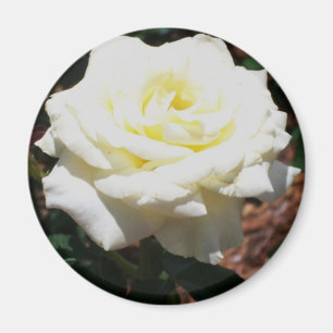 Íman Rosa Amarela Pálida
